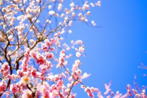 曹洞宗,宝泉寺,埼玉県,川口市,鳩ヶ谷,草加市,墓地,霊園,東川口,安行,新郷,寺,法事,法要